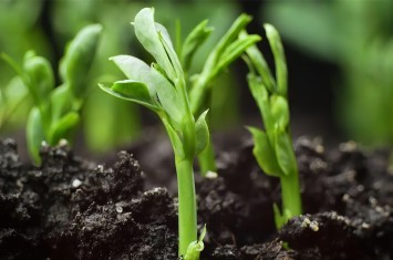 散文丨讓每一粒種子都在“西?！蔽滞涟l(fā)芽生根